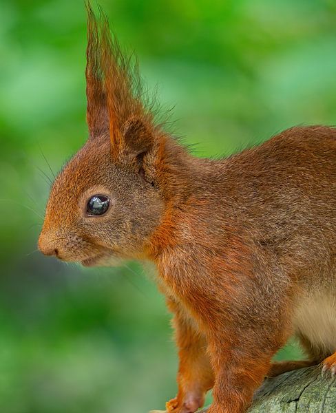 Eichhörnchen von arnemoonsfotografie