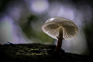 Champignon dans la forêt de Speulder
