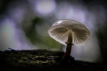 Mushroom in the Speulder forest by Eddy Westdijk