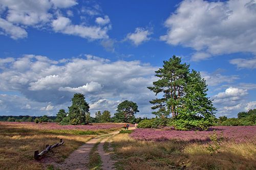 Westruper Heide HDR 5