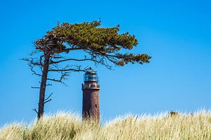 Leuchtturm Darßer Ort mit Baum