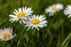 My favourite little flowers in the garden by Harald Schottner