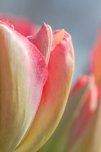 Detail roze tulp