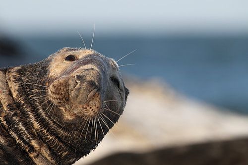 Grijze Zeehond Stier Helgoland Eiland Duitsland