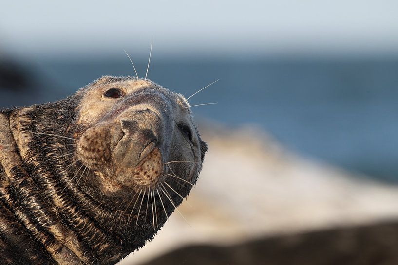 Grey Seal Bull Helgoland Island Germany by Frank Fichtmüller