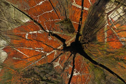 Abstracte mix van eikenhout en eikenblad