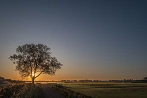 Boom alone van Moetwil en van Dijk - Fotografie