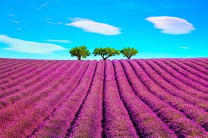 Lavendel en drie bomen. Provence, Frankrijk van Stefano Orazzini