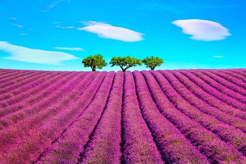 Lavendel en drie bomen. Provence, Frankrijk