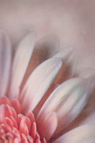 Macro d'une gerbera rose pastel rêveuse dans un style vintage tout en douceur