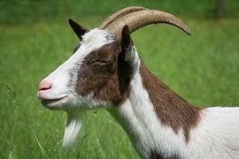 enjoying goat by WDK