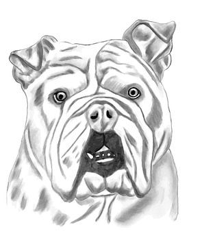 Bulldog