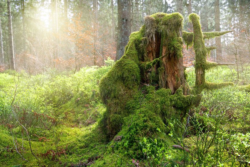 Eifel, Nordrhein-Westfalen, Deutschland von Alexander Ludwig