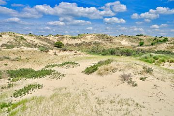 paysage de dunes avec les dunes côtières sur eric van der eijk