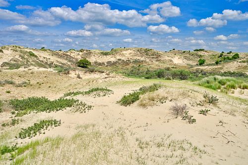 paysage de dunes avec les dunes côtières