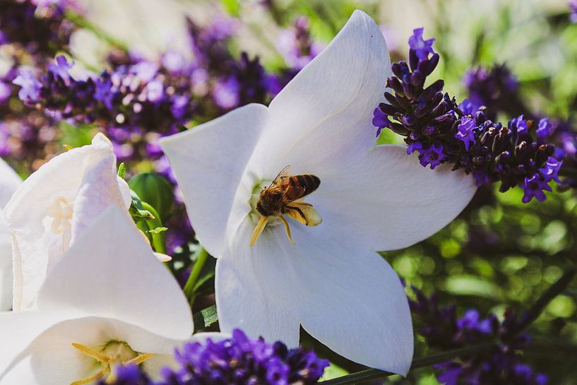 Pollinisation de la fleur entre la lavande par Scarlett van Kakerken