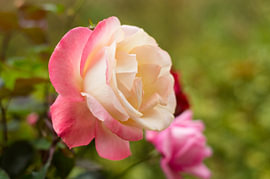 Zweifarbige „Peace Rose“ in Rosa und Creme – horizontale Nahaufnahme von Milcho Milev