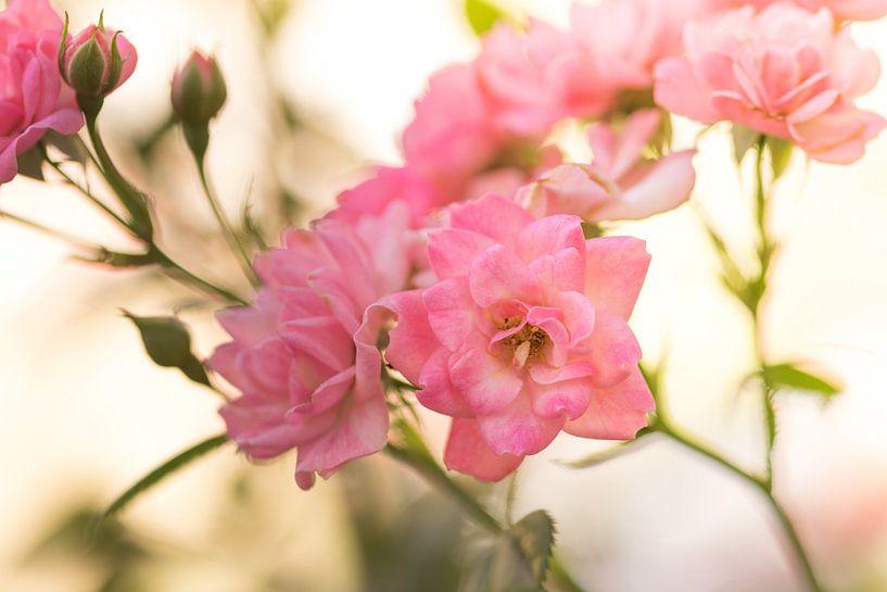 Rosen von Dagmar Marina