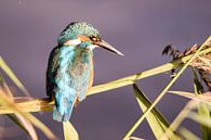 IJsvogel op rietstengel von Barend de Ronde Miniaturansicht