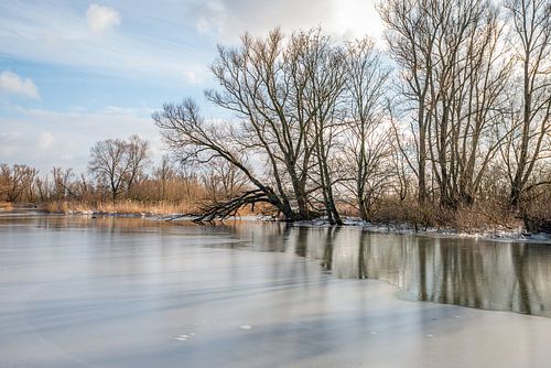Tegenlichtopname van kale bomen in de Brabantse Biesbosch
