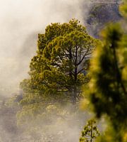 Fog forest