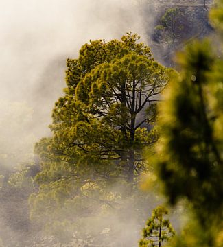 Fog forest van Steven Driesen