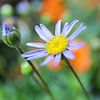 The dreamy flower garden by Shot it fotografie