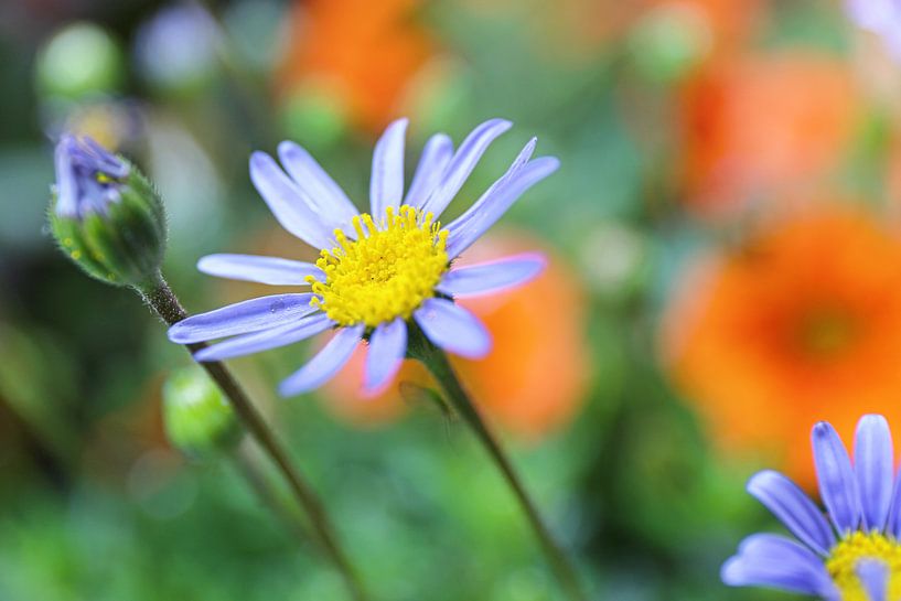Der verträumte Blumengarten von Shot it fotografie