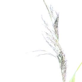 Herbes ornementales sur Minie Drost
