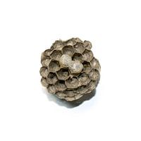 Wasp nest