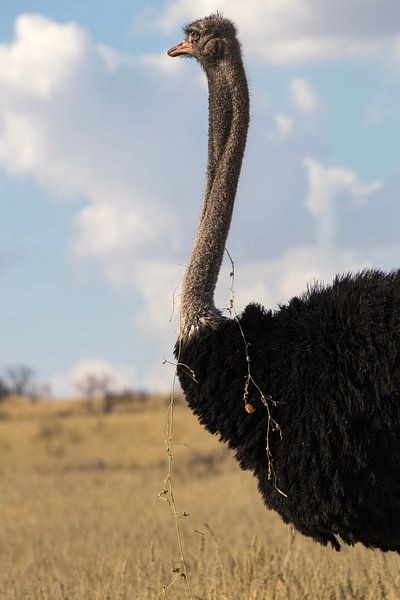 Ostrich by Marijke Arends-Meiring