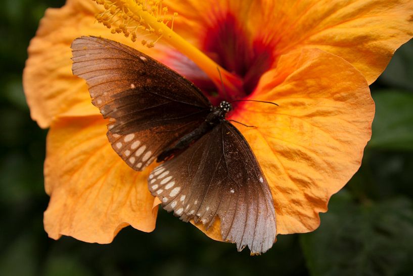 Vlinder vindt bloem von Matty O.H.
