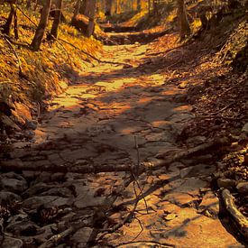 Het gloeiende pad in het bos van ART & DESIGN by Debbie-Lynn