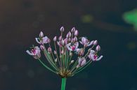 Flora en fauna van Claudia De Vries thumbnail