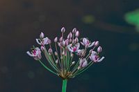 Flora en fauna