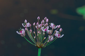 Flora and fauna