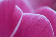 Roze bloemblaadjes van fotomeisjeuitbrabant thumbnail