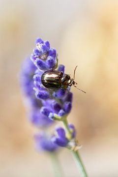 Un scarabée du Rosemary Goldcrest sur une fleur de lavande sur Annika Westgeest Photography