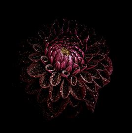 Black widow van Christl Deckx