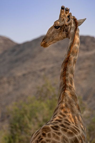 Girafe par Jacco van Son