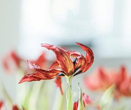 Tulip in decline by MY Scholtmeijer