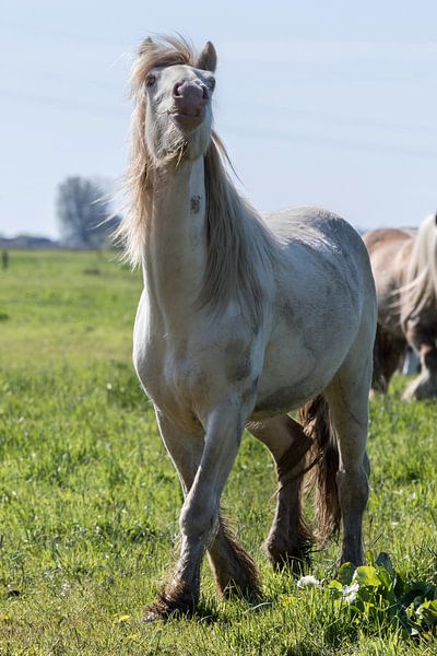 Tinker Cremello op weiland par Rolf Pötsch
