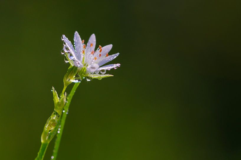 Pearls by Gabi Siebenhühner