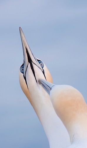 Triptych Gannets