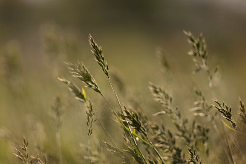 High grass after a shower in the sun