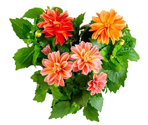 Dahlia bloemen op een witte achtergrond