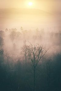 Sonnenaufgang im Nebel über den Baumgipfeln