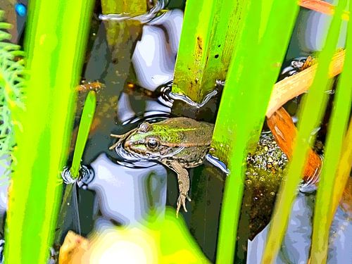 Frog in the pond