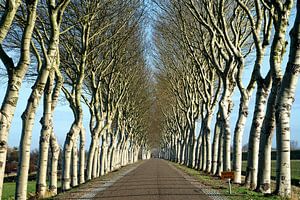 De mooiste dijk van Zeeland met winterse witte abelen in Geersdijk