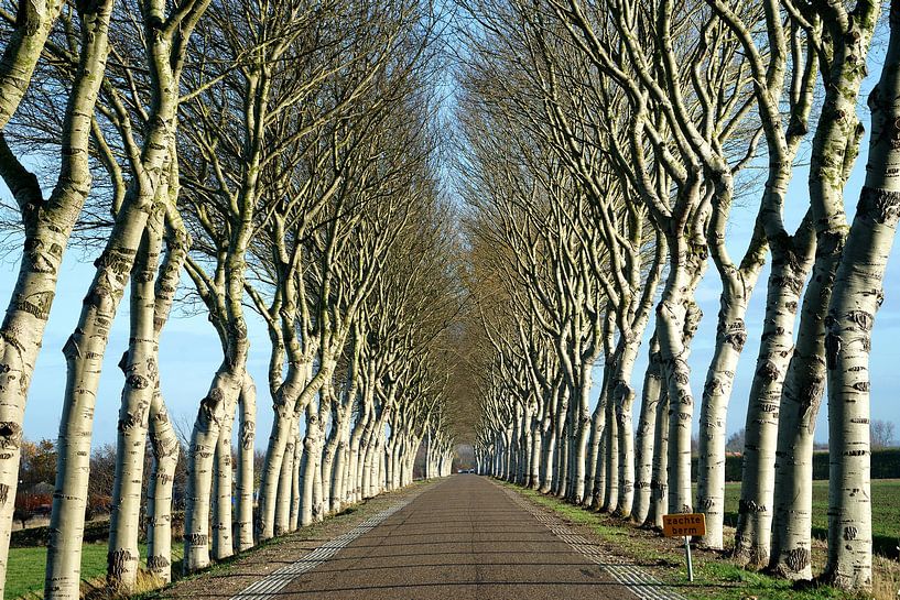 The most beautiful dike  of Zeeland with winter white abels in Geersdijk by Gert van Santen